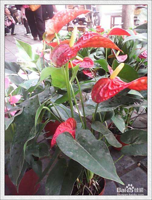 家居盆花的摆放