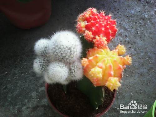 家居盆花的摆放