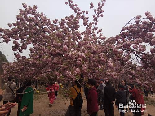 清明假期旅游攻略