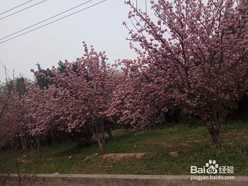清明假期旅游攻略