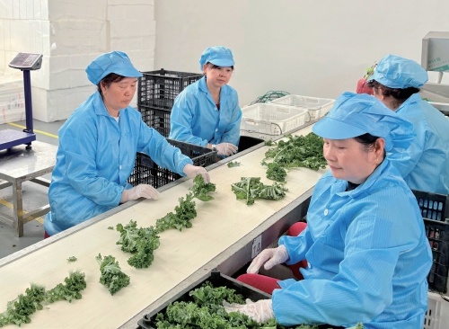 “超级蔬菜”羽衣甘蓝如何走出绿色发展之路？