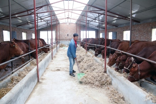 平凉红牛为何成高端牛肉新宠