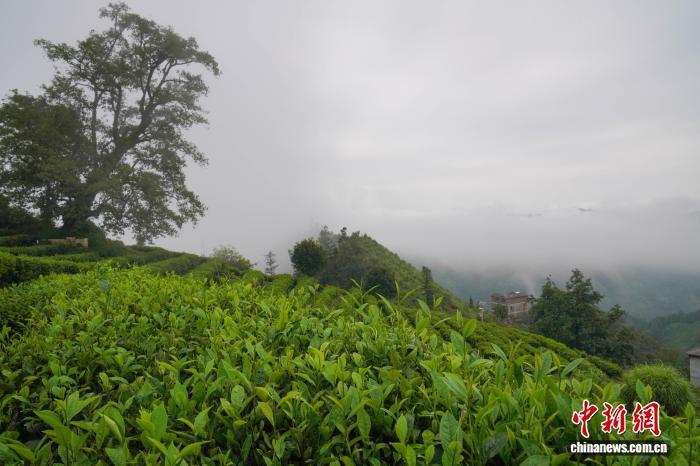 滇黔桂交界高山茶园云雾缭绕 古茶树成“致富树”