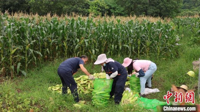 湖南江华复合种植助农增收