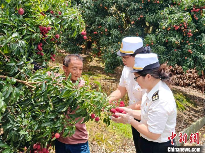 上半年广州海关检疫监管出口荔枝2818.6吨