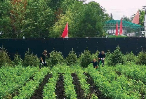 北大荒红兴隆分公司：发展寒地桑产业 推动大食物观落地