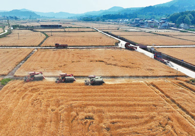 两通电话，1200亩小麦一站式收储（三夏进行时）