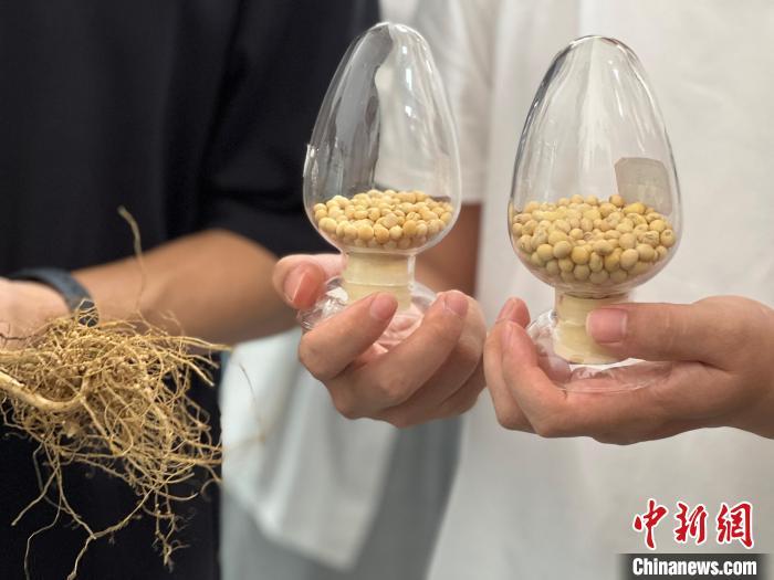 （活力中国调研行）皖北“粮仓”蹦出粒粒鼓黄豆