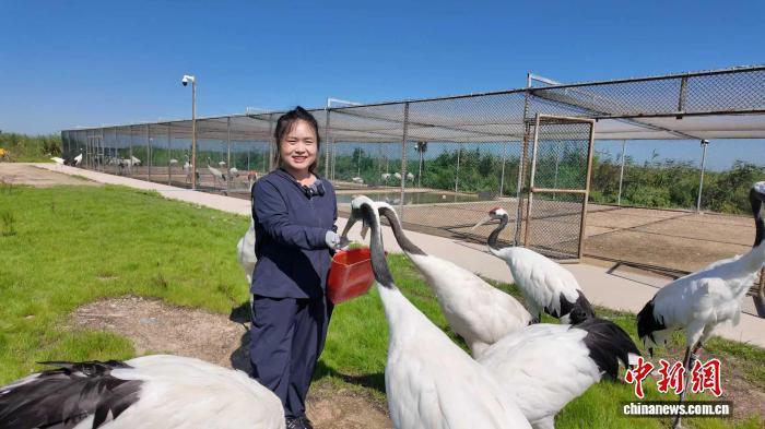 盘锦十年“退养还湿” 辽河口湿地迎来丹顶鹤回归
