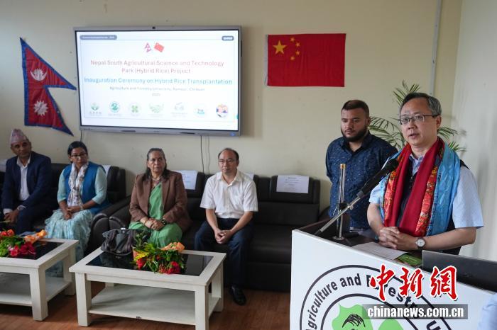 中国杂交水稻试验移栽在尼泊尔奇特旺启动