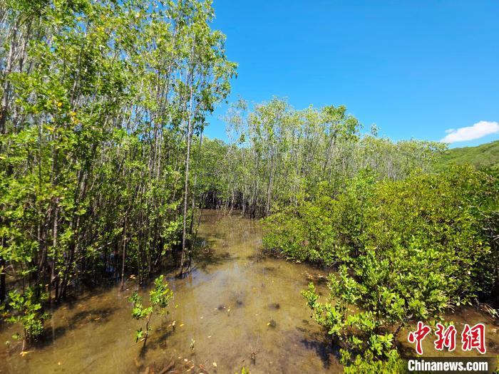 助力乡土树种“反攻”滩涂，海南系统性治理红树林外来物种