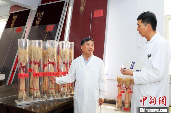 河北衡水：优质新品种小麦迎来丰收