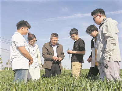 曲周科技小院团队：泥土里“种”出绿色农业