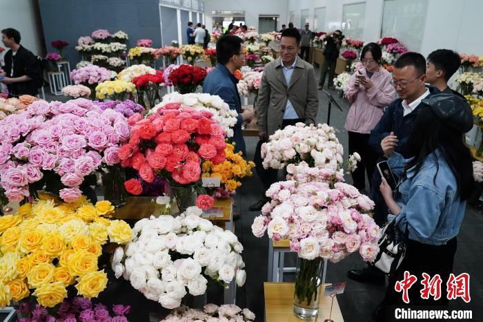 千余个自主知识产权月季花新品种在云南昆明发布