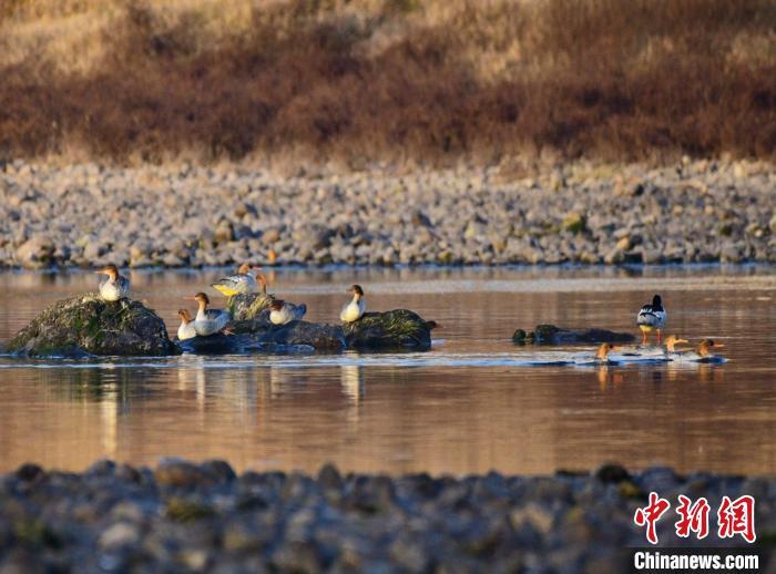 歙县完成安徽首个县域生物多样性调查 共记录物种近4千种