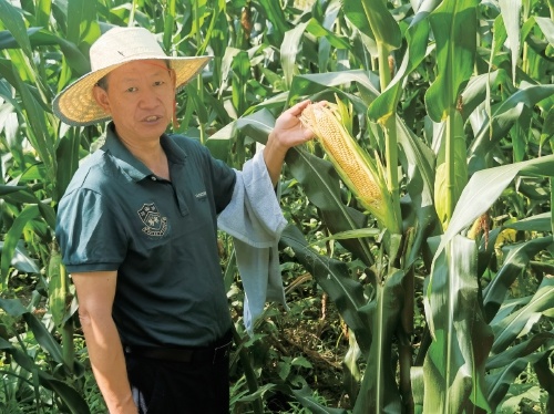 科技解锁山区玉米抗逆密码