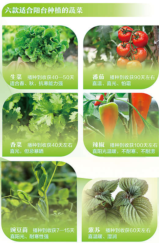 阳台种菜如何实现“田园梦”（延伸阅读）