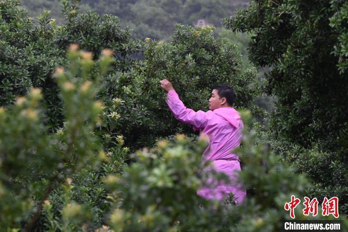 浙江宁波慈溪杨梅迎采摘旺季