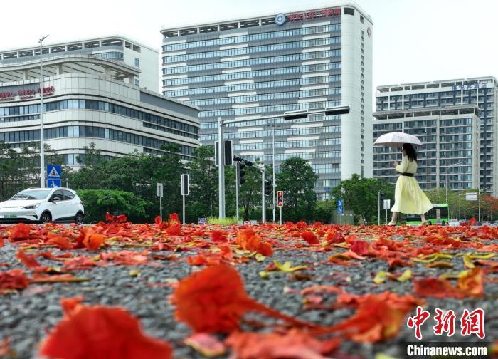 广西南宁：凤凰花落铺就“红毯”成别样美景