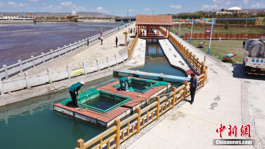 青海刚察：放流100万尾青海湖裸鲤鱼苗