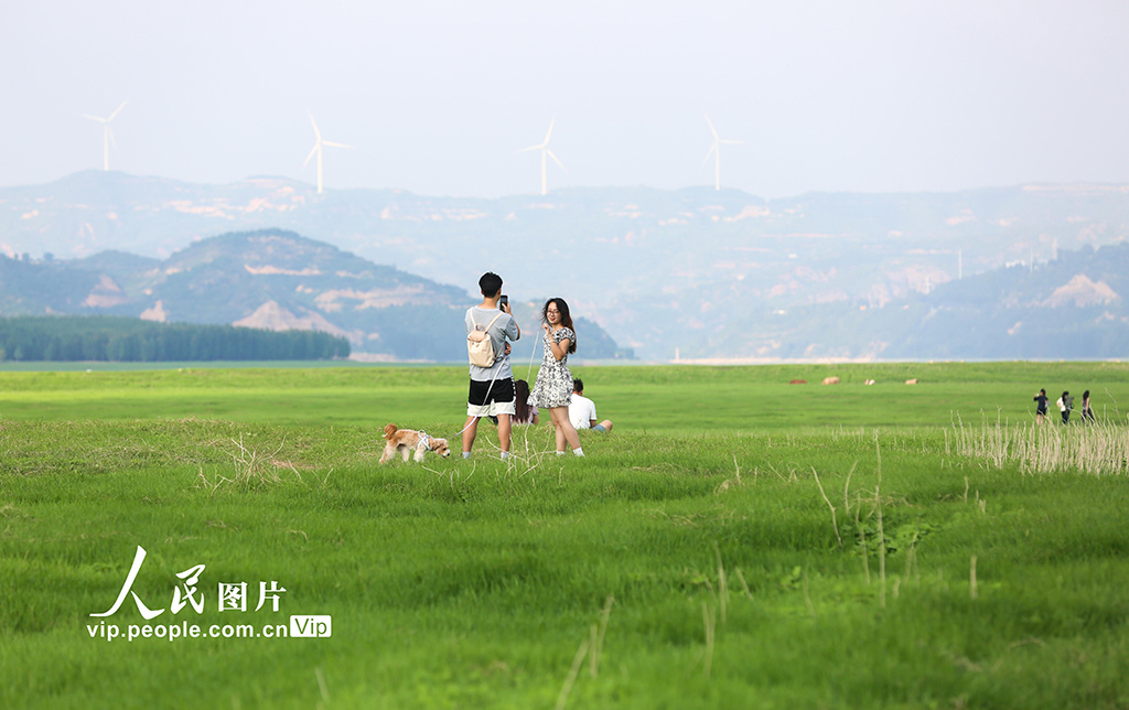河南：三门峡库区现“生态草原”景观
