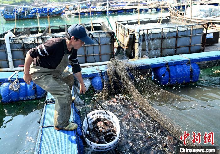 福建连江：养殖海鲜大量“补位” 休渔期海货不减
