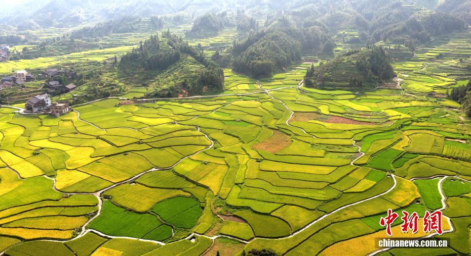 广西三江：田园染金景如画