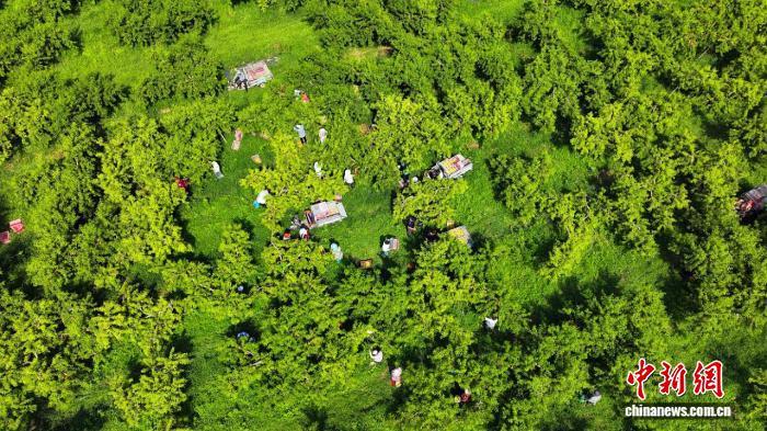 河北阜城：黄桃“甜蜜”上市