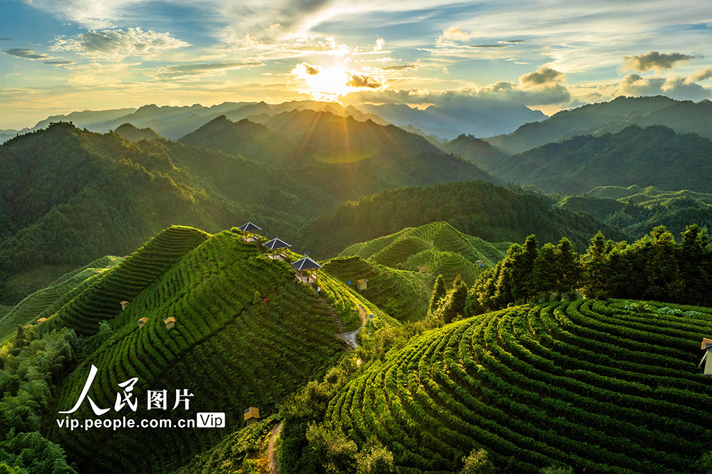 广西金秀:高山茶园晨景美