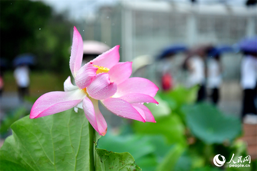 行进中国 | 500余种莲花竞相绽放 宛若水彩画