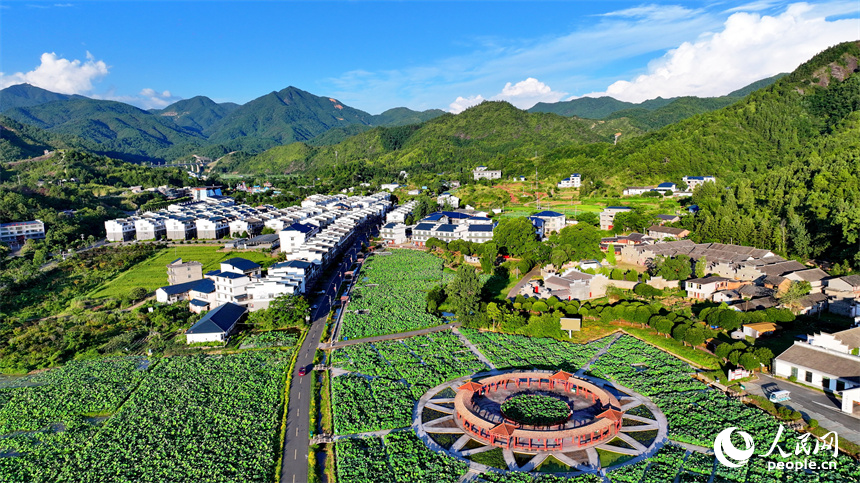 江西石城：产业助振兴 莲乡展新颜