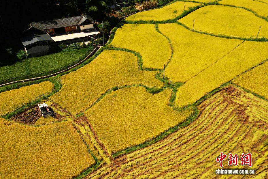 湖北咸丰:稻浪金黄秋收忙