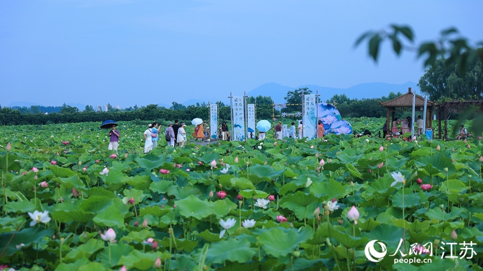 南京栖霞区：“荷经济”串成链