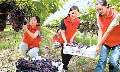 “订单农业”助农增收