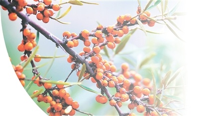 黄土高原点“棘”成金(尝尝中国新特产)