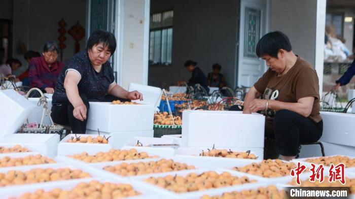 （乡村行·看振兴）浙江临海：“金果压枝低”绘就共富新图景