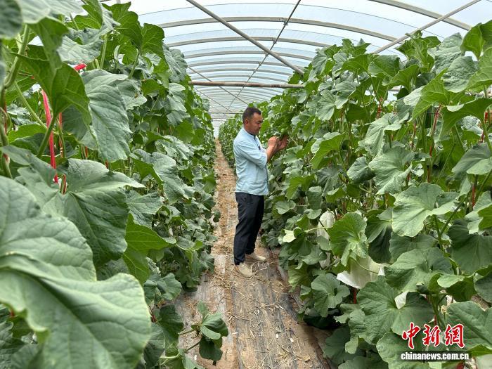 （走进中国乡村）“中国蜜瓜之乡”甘肃瓜州觅出海密码