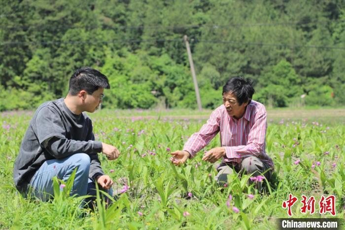 （乡村行·看振兴）安徽休宁：林下生“金”探新路 深山药香助振兴