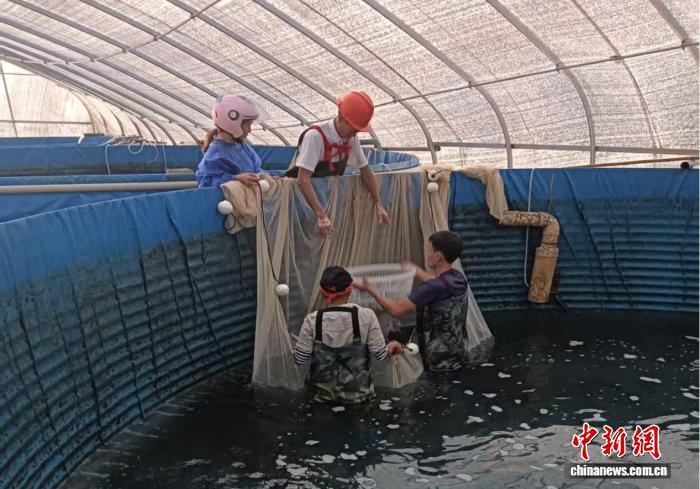 （乡村行·看振兴）江西崇仁走上“鲈”鱼得水致富路