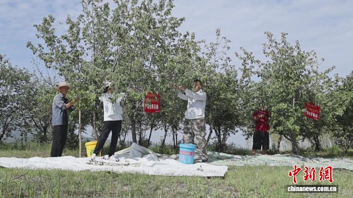 (乡村行·看振兴)“中国翅果油树之乡”山西翼城:特色产业绘就富农好“丰”景
