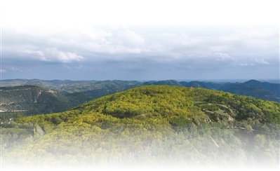 漫山遍野的绿，就是聚宝盆（家乡的山水能生金）