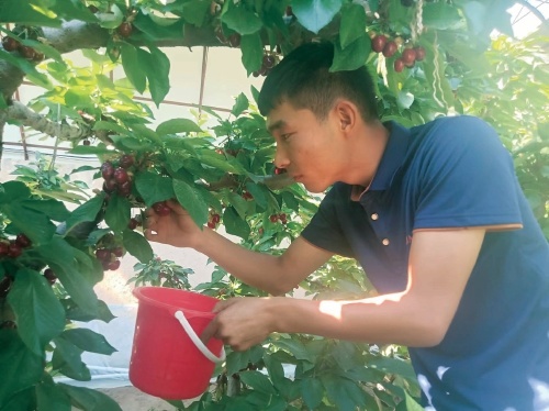 大红樱桃引客来
