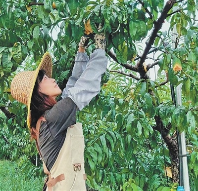新桃农种出香甜水蜜桃(追梦路上)