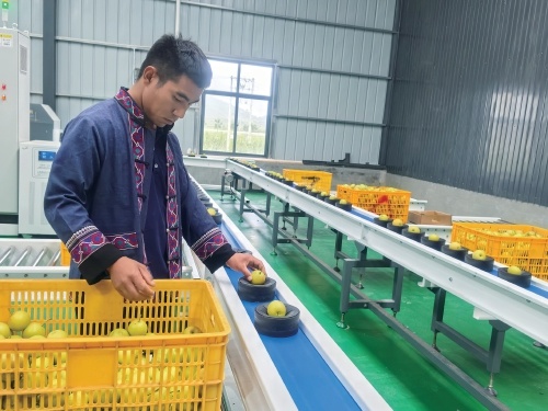 泸西沃土生金记——一颗高原梨的品牌成长之路