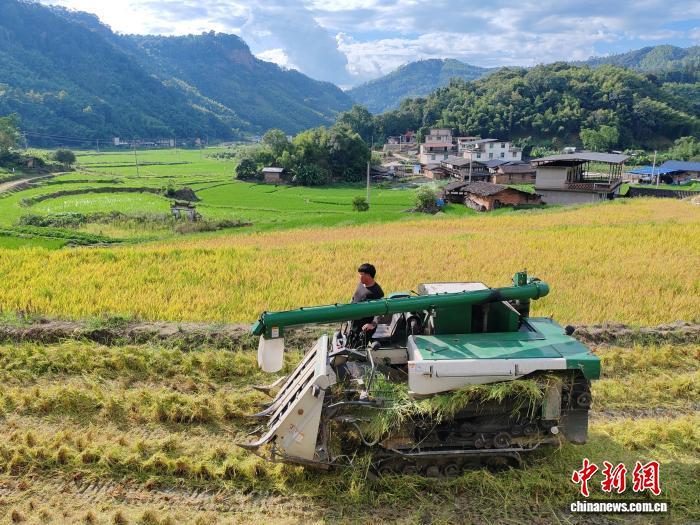 （乡村行·看振兴）福建永安：制种有“稻”忙丰收