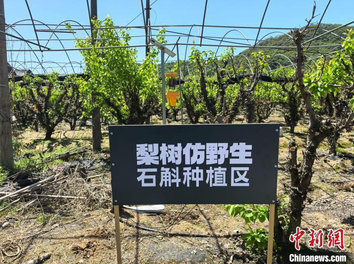 （乡村行·看振兴）浙江黄岩水源保护区蝶变：“一根金枝”的共富密码