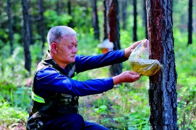 湖北省宜昌市当阳市庙前镇庙前村：湿地松结出“百样果”