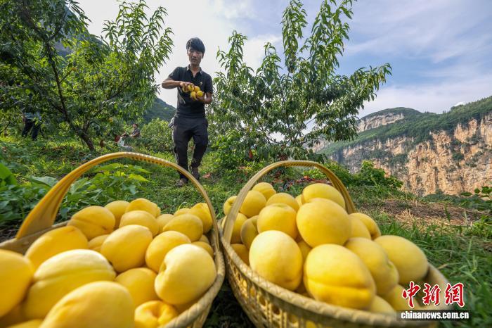 贵州织金：山村黄桃甜蜜上市