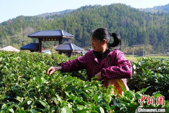 （乡村行·看振兴）江西铜鼓万亩春茶采摘忙 助农增收促振兴