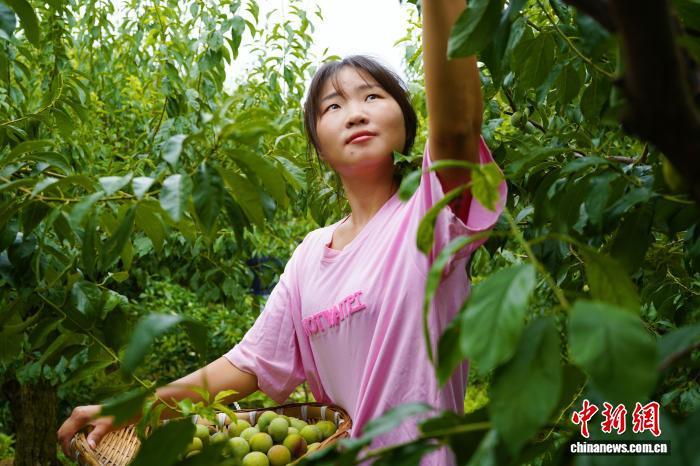 上海为云南绥江“半边红”李子产业注入新动能